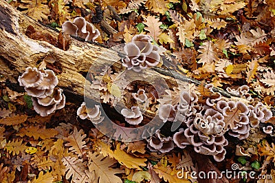 Wild oyster mushrooms