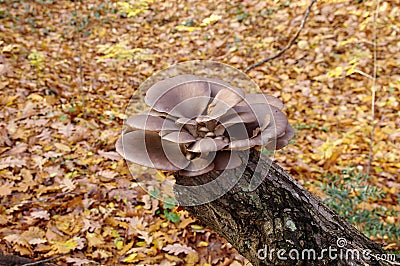 Wild oyster mushrooms