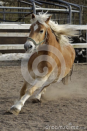 A wild Palomino Horse