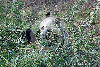 Wild panda bear in Qinling mountains, China