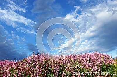Wild Pink Flowers and Blue Sky