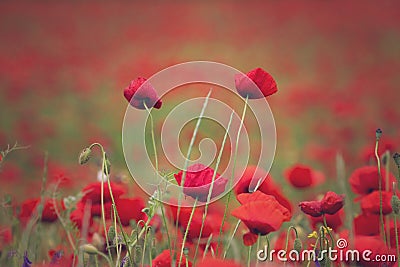 Wild poppies field