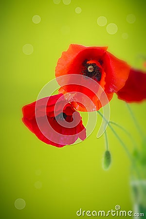 Wild poppy flower