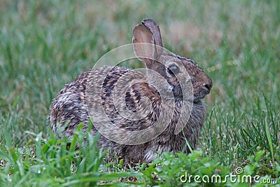 Wild rabbit in grass