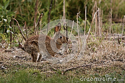 Wild rabbit running through bush.