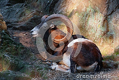 Wild sheep mouflon resting