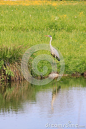 Wild silver egret, reflecting in a pond