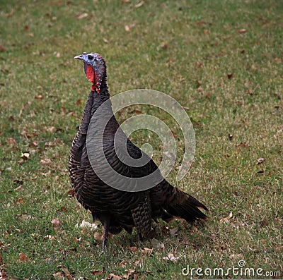 Wild Turkey