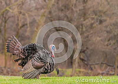 Wild Turkey