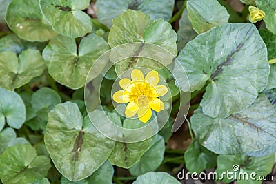 Wild yellow flower in green foliage