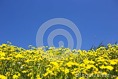 Wild yellow flowers and blue sky