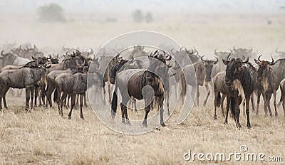 Wildebeest in the Great migration, Kenya