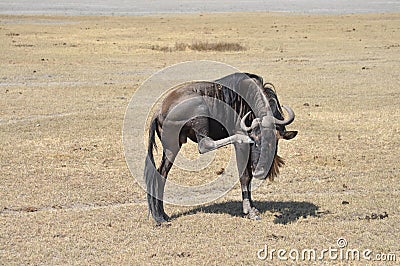Wildebeest scratching its eye