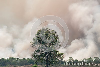 Wildfire - Burning forest ecosystem is destroyed