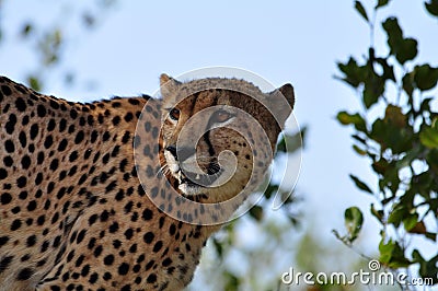 Wildlife in Africa: Cheetah