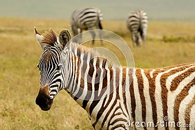 Wildlife in Africa