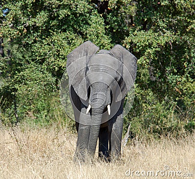 Wildlife: African Elephant