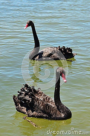 Wildlife and Animals - Black Swan