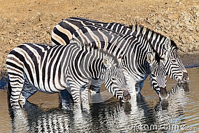 Wildlife Animals Three Zebra s Waterhole