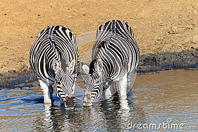 Wildlife Animals Two Zebra s Waterhole