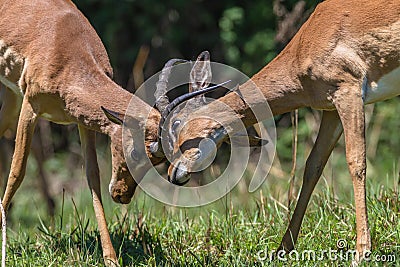 Wildlife Bucks Males Fight Horns