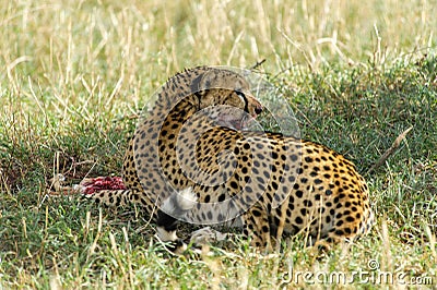 Wildlife - Cheetah
