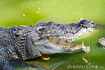 Wildlife crocodile open mouth on white background