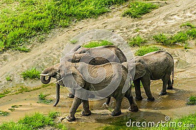 Wildlife - Elephants