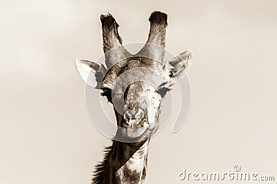 Wildlife Giraffe Animal Head Black White Vintage