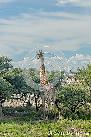 Wildlife - Giraffe