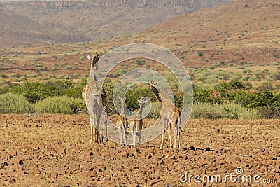 Wildlife - Giraffe s