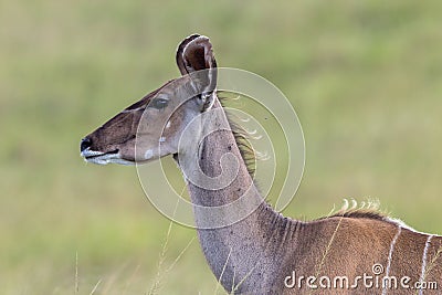 Wildlife Kudu Buck Animal