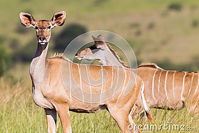 Wildlife Kudu Buck Animals