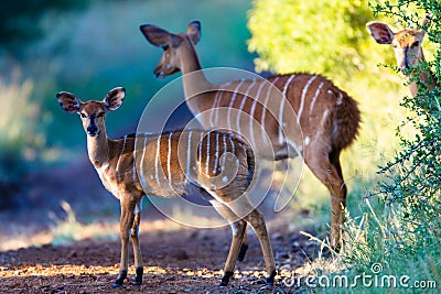 Wildlife Nyala Bucks Alert