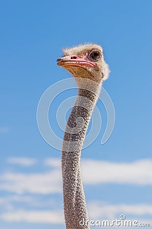 Wildlife - Ostrich
