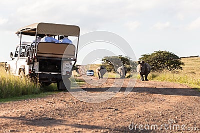 Wildlife Rhinos Tourists Wilderness