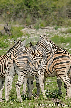 Wildlife - Zebra s