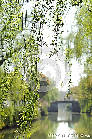Willow Tree overhanging the water, Suzhou, China