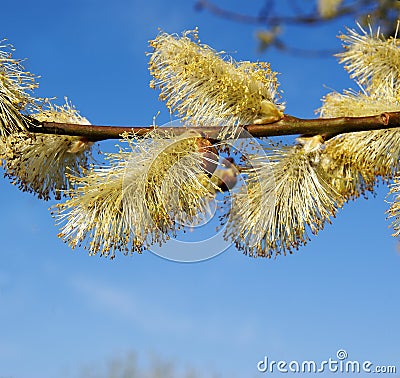 Willow tree on spring