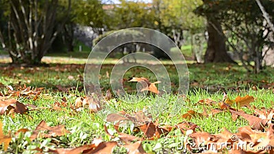 Wind Blowing Leaves on Autumn