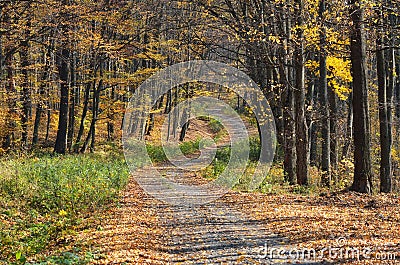 Winding road covered by leaves