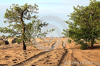Winding road between two trees
