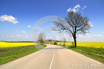 Winding road in vivid spring scenery