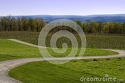 Winding Road in Wine Country