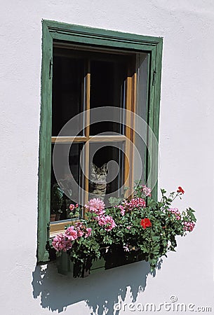 Window with cat and geranium