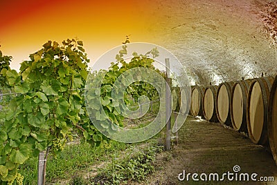 Wine cellar and winery