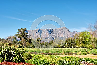 Wine farm and garden against mountains