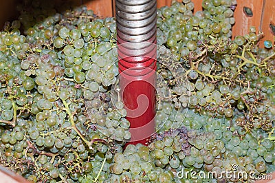 Wine making process with a manual grape crushing machine