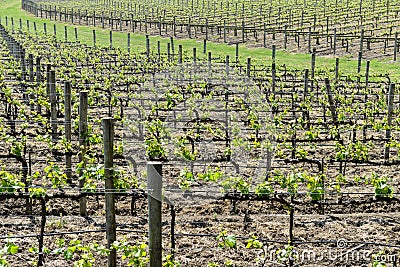 Wine Vineyard in Spring