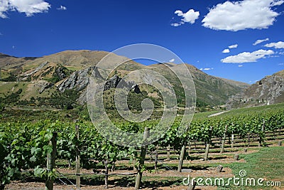 Winery mountain scene New Zealand